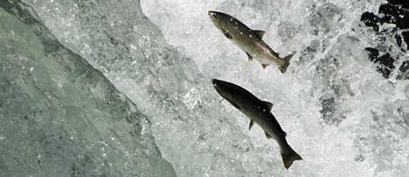 salmon-upstream