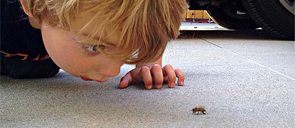 The Bee Whisperer My son