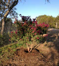 baby-tree