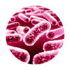 Pink eye bacteria microscope