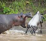 Hippopotamus attacking wildebeast