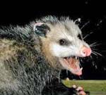 scary opposum