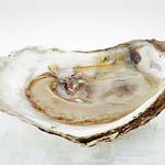 Oysters for preparing for great sex