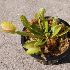 venus-flytrap