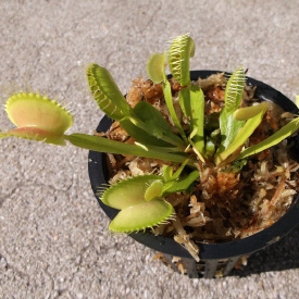 venus-flytrap