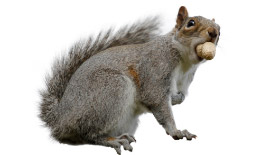 squirrel-Squiller