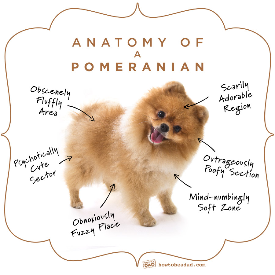 Anatomy-of-a-Pomeranian