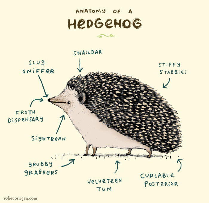 sofiecorrigan-hedgehogcuteanatomy