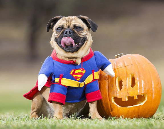 superpug